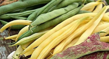 Zdravotní přínosy a poškození fazolí pro diabetes mellitus, což je užitečnější